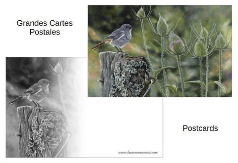 Carte Postale - Peinture d'oiseau par Laurence Saunois, peintre animalier