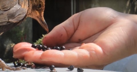 Laurence Saunois, animal artist and the birds