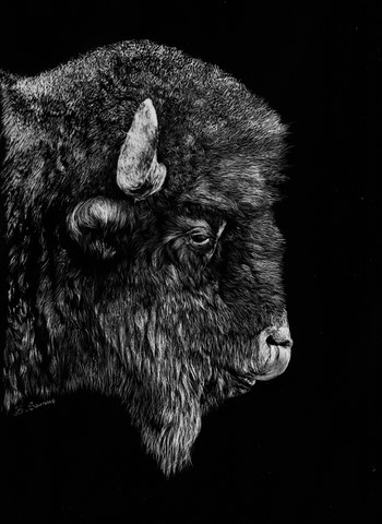 Cliquez pour agrandir Scratchboard de Bison d'Amérique par Laurence Saunois, artiste peintre animalier
