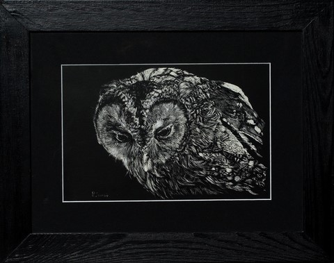 Scratchboard de Chouette (cadre) par Laurence Saunois,  peintre animalier