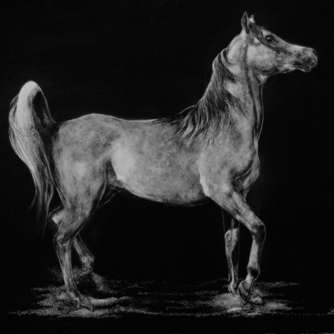Scratchboard d'un cheval de race pur sang - artiste animalier Laurence Saunois