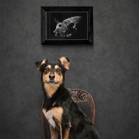 Scratchboard d'un petit chien en situation avec un chien