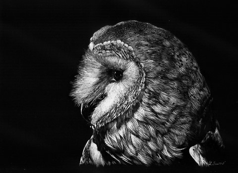 Scratchboard of owl by Laurence Saunois, animal artist