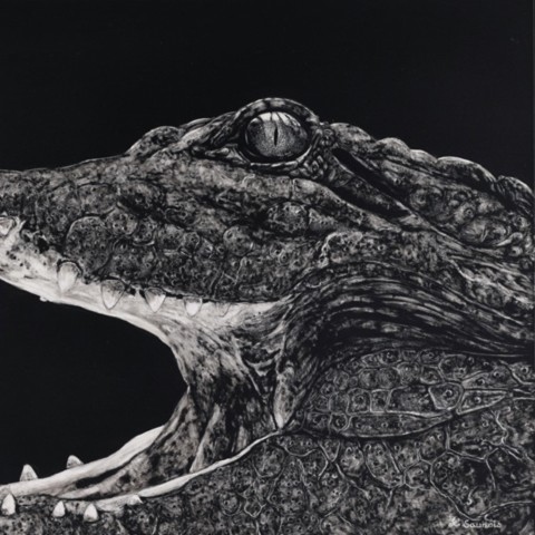 Scratchboard d'un portrait de crocodile ouvrant la gueule
