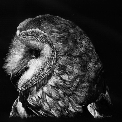 Scratchboard d'une chouette effraie de profil