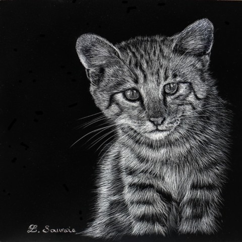 Scratchboard de Chat sylvestre par Laurence Saunois, artiste peintre animalier