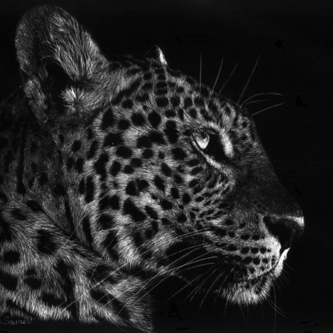 Scratchboard d'un portrait de jaguar de profil