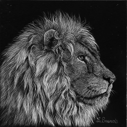 Scratchboard de lion par Laurence Saunois, artiste peintre animalier