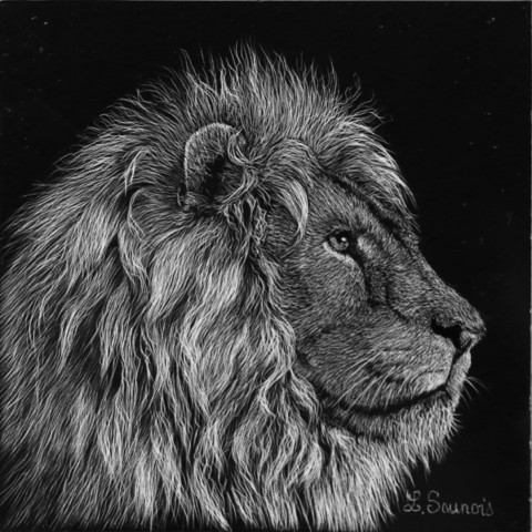 Scratchboard d'un portrait de lion de côté