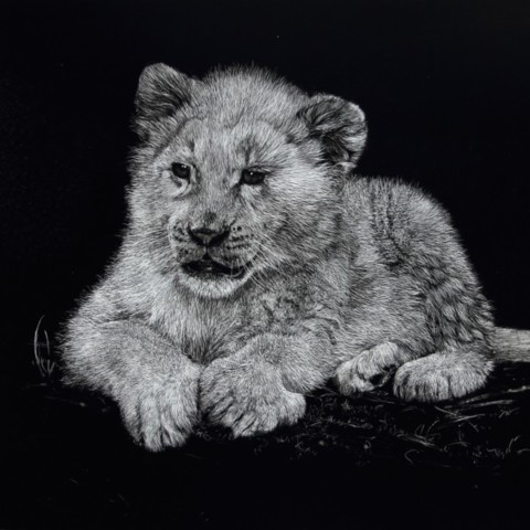 Scratchboard d'un jeune lionçeau blanc couché