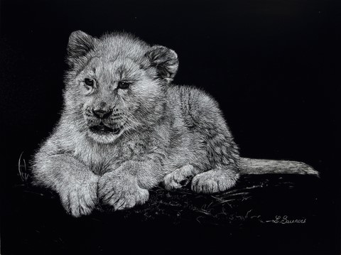 Scratchboard de Scratchboard de lionceau par Laurence Saunois, artiste peintre animalier par Laurence Saunois, artiste peintre animalier