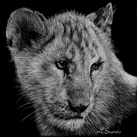 Scratchboard d'un lionçeau - peintre animalier Laurence Saunois