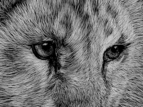 Scratchboard de lionçeau (détails) par Laurence Saunois, artiste peintre animalier