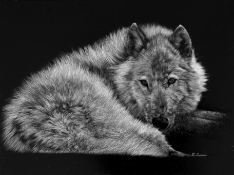 Scratchboard de loup blanc couché par L. Saunois, peintre animalier