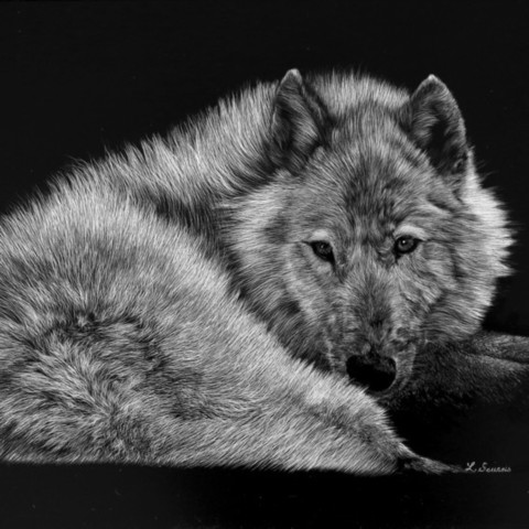 Scratchboard d'un loup blanc couché - peintre animalier Laurence Saunois