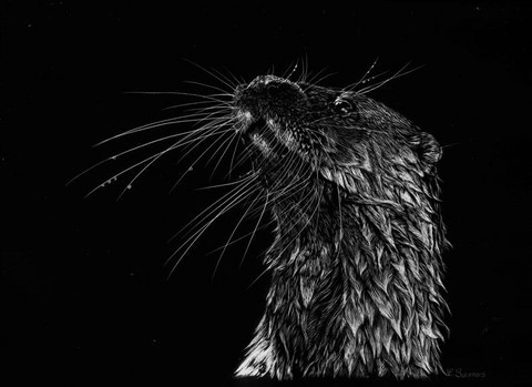 Scratchboard de loutre d'Europe  par Laurence Saunois, artiste peintre animalier