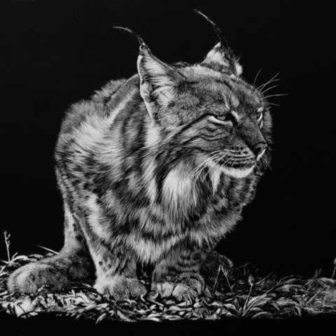 Scratchboard d'un lynx d'Europe de face