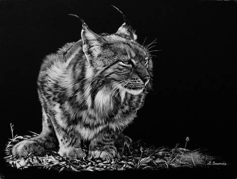 Scratchboard de lynx d'Europe par Laurence Saunois, artiste peintre animalier