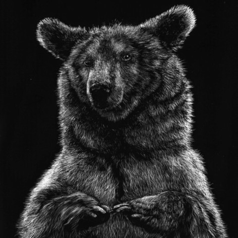 Scratchboard d'un ours de pyrénées debout