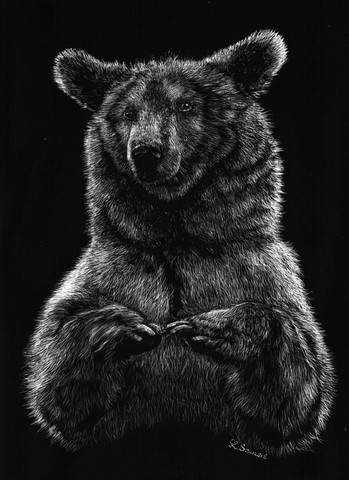 Scratchboard d'Ours des Pyrénées par Laurence Saunois, artiste peintre animalier