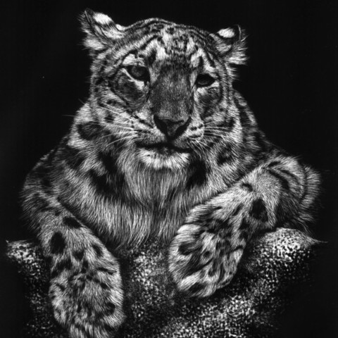 Scratchboard d'une panthère des neiges couchée
