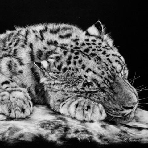 Scratchboard d'une panthère des neiges qui dort