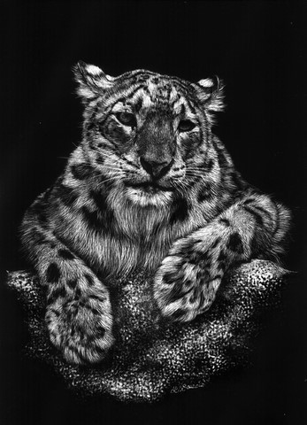 Click to enlarge Scratchboard of panther by Laurence Saunois, animal artist