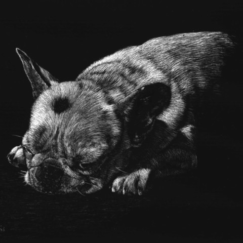Scratchboard d'un petit chien en train de dormir