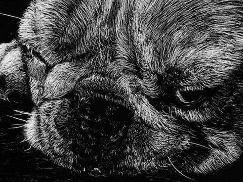 Scratchboard de chien (détails) par Laurence Saunois, artiste peintre animalier