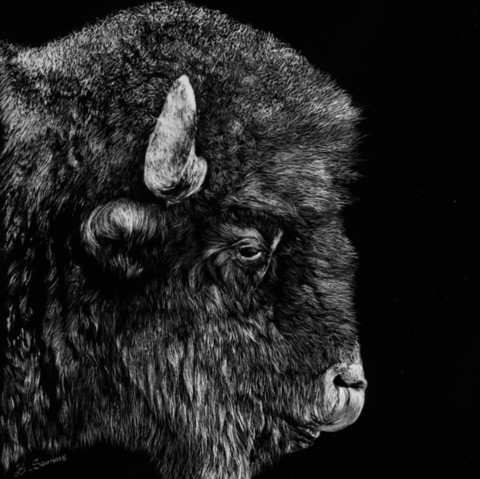 Scratchboard d'une tête de bison de profil - peintre animalier - Laurence Saunois