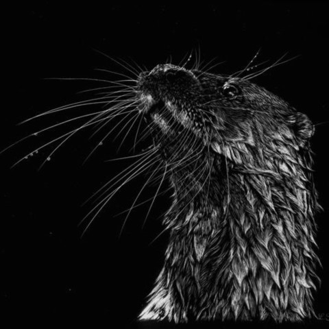 Scratchboard d'un portrait de loutre - peintre animalier Laurence Saunois