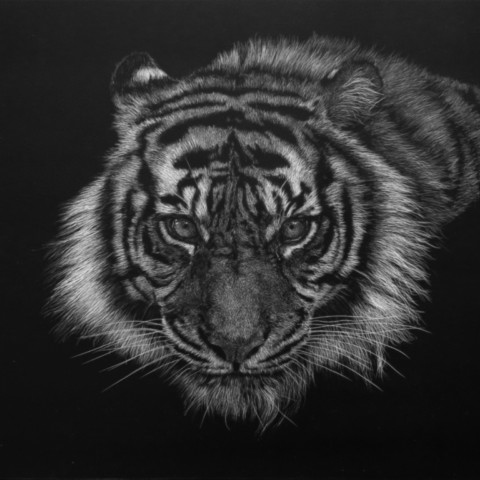 Scratchboard d'une tigresse - peintre animalier Laurence Saunois