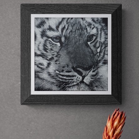 Scratchboard d'un portrait de tigreau encadré - peintre animalier Laurence Saunois