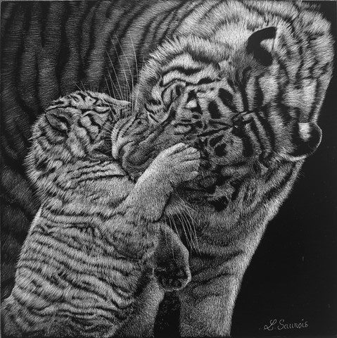 Scratchboard de tigres par Laurence Saunois, artiste peintre animalier
