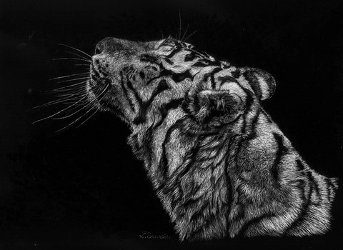 Scratchboard de tigre blanc par Laurence Saunois, artiste peintre animalier  par Laurence Saunois, artiste peintre animalier