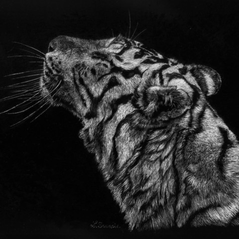 Scratchboard d'une portrait de tigre blanc de profil