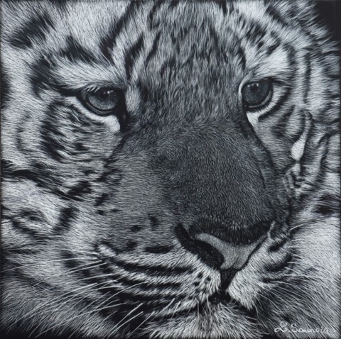 Scratchboard d'un portrait de tigreau - peintre animalier Laurence Saunois