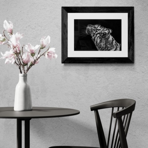Scratchboard d'une portrait de tigre en situation avec une table et une chaise