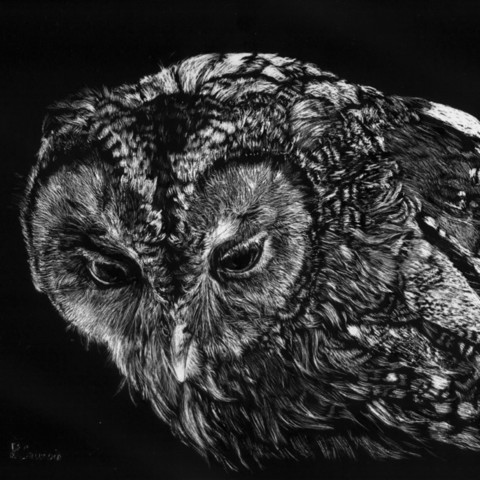 Scratchboard d'un portrait de chouette - peintre animalier Laurence Saunois