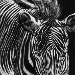 Scratchboard d'un portrait de zèbre
