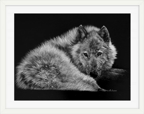 Scratchboard de loup blanc par Laurence Saunois, artiste peintre animalier