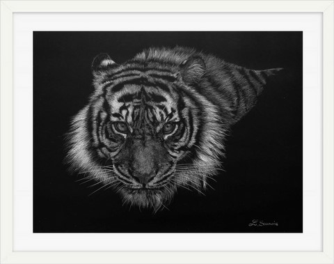 Scratchboard de tigre par Laurence Saunois, artiste peintre animalier