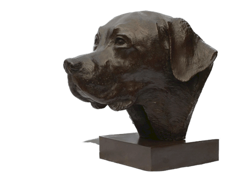 Original sculpture in bronze representing a life-size Labrador dog bust