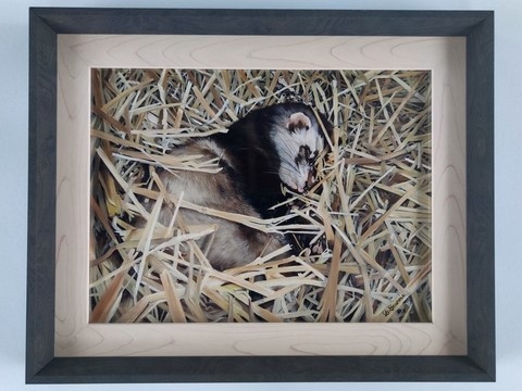 Cadre - Peinture de furet par Laurence Saunois, peintre animalier