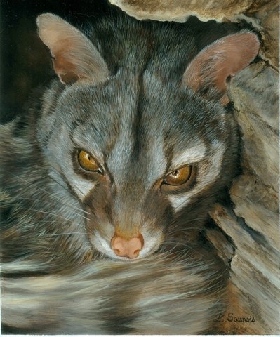 Peinture de genette par Laurence Saunois, artiste peintre animalier