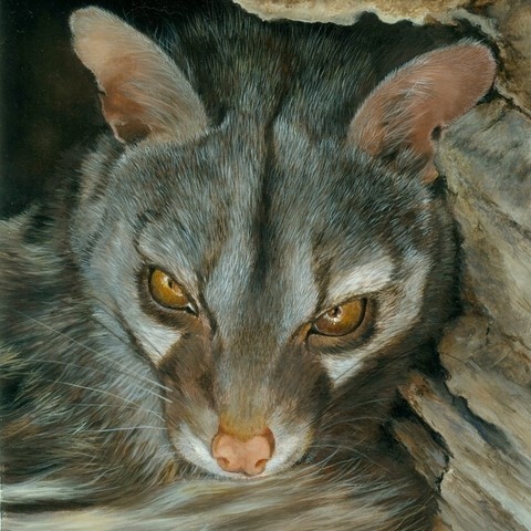 Peinture de genette par Laurence Saunois, peintre animalier