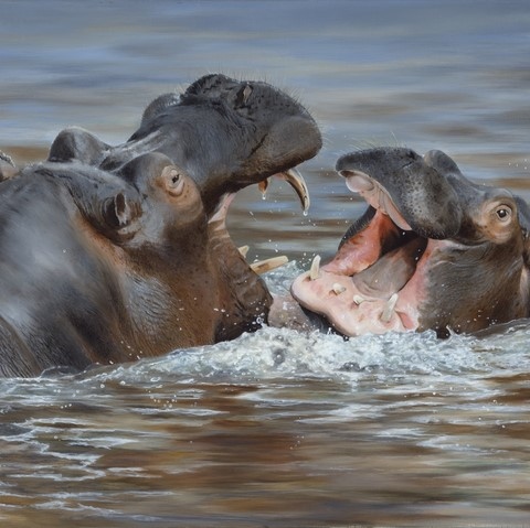 Hippopotamus painting by Laurence Saunois, wildlife artist