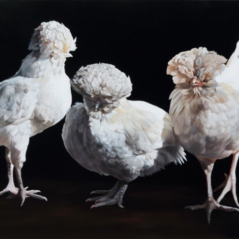 “Painting of three white hens in the light by wildlife artist Laurence Saunois.