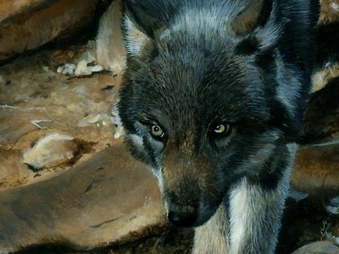 Peinture de loup (détails) par Laurence Saunois, artiste peintre animalier