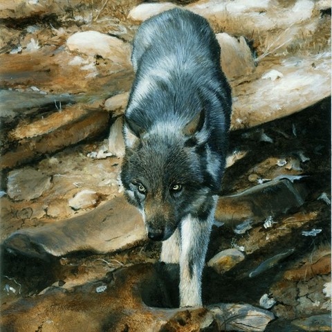 Peinture à l'huile de jeune loup par la peintre animalier Laurence saunois